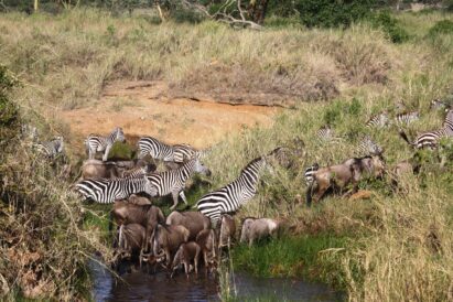 You have to look closely to make out the lion hidden in the grass, watching the migrating zebras and wildebeests crossing the river. (Lynn R. Blamires, Special to the Daily Herald)